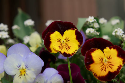 Close-up of yellow flowering plant