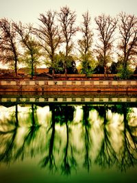 Reflection of trees in water