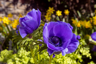 Close-up of purple flowering plant in field