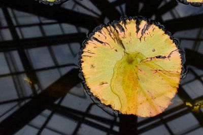 High angle view of yellow leaf on plant