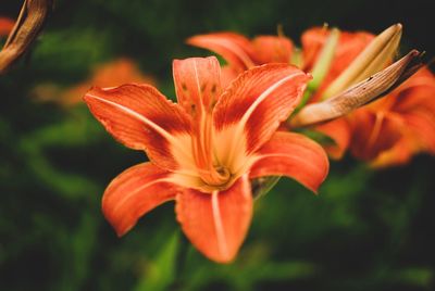 Close-up of orange lily