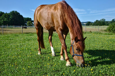 Horse grazing on field