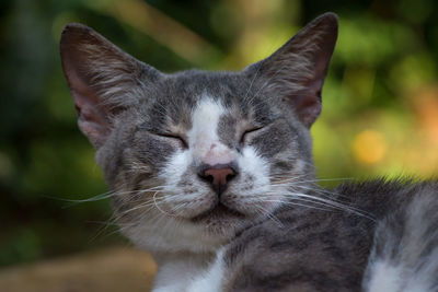 Close-up of a cat with eyes closed