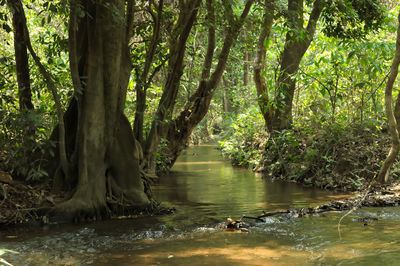 Trees in forest