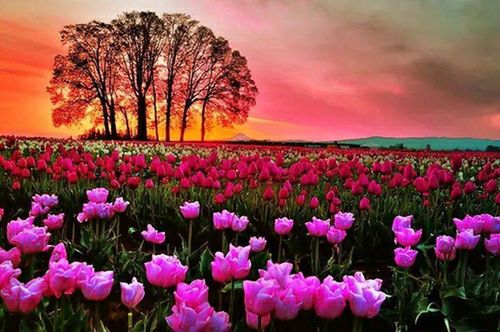 flower, beauty in nature, sunset, sky, tranquil scene, landscape, nature, tranquility, scenics, growth, field, cloud - sky, pink color, freshness, plant, tree, idyllic, orange color, cloudy, fragility