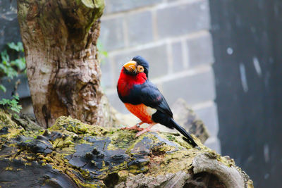 Bird perching on rock