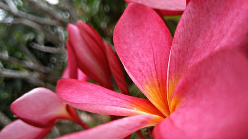 Close-up of pink flower blooming outdoors