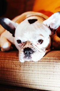 Close-up portrait of a dog