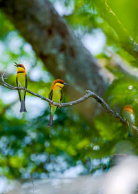 Close-up of bird perching on branch