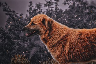 Side view of dog looking away on field