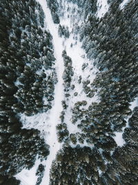 High angle view of trees in forest during winter