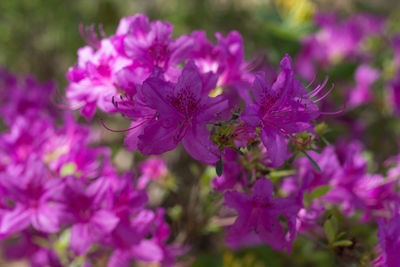 Close-up of pink flowers