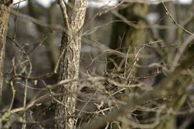 Close-up of tree