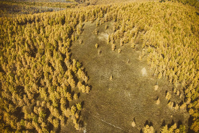 High angle view of agricultural field