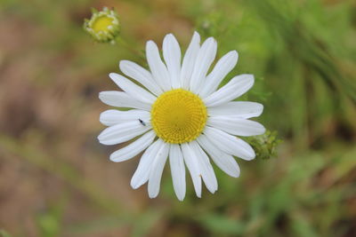 Close-up of white daisy flower