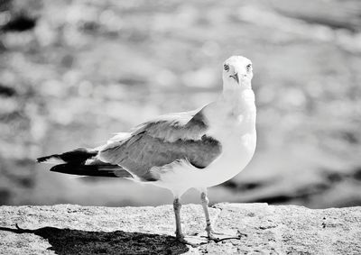 Close-up of seagull perching on rock