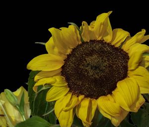 Close-up of sunflower