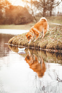 View of dog drinking water from lake