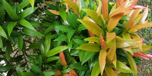 High angle view of flowering plant