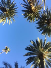 Low angle view of palm trees against blue sky