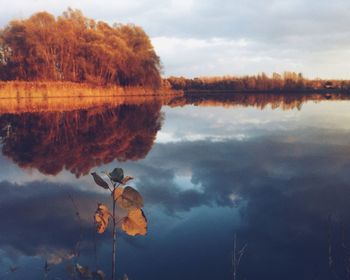 Reflection of trees in calm lake