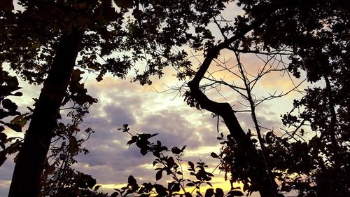 Low angle view of trees against sky