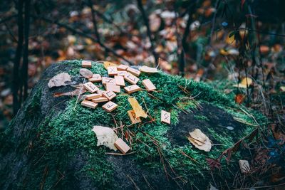 Close-up of mushroom growing on tree trunk