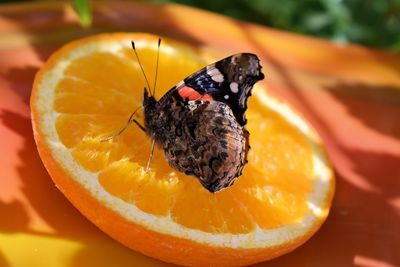 Close-up of butterfly perching on orange slice
