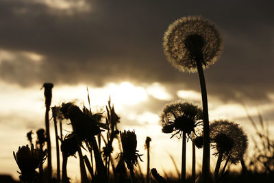Close-up of silhouette flowering plants on field against sky