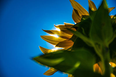 Low angle view of flowering plant against blue sky