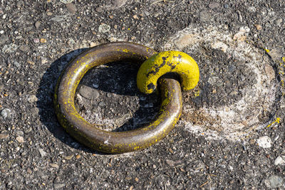 High angle view of snake on rock