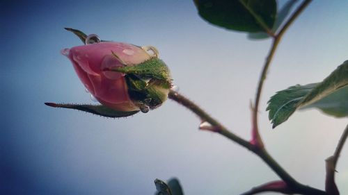 Close-up of plant