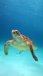 Close-up of turtle swimming in sea