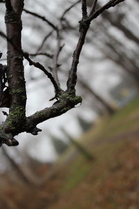 Low angle view of tree against sky during winter