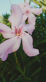 Close-up of pink flower blooming outdoors