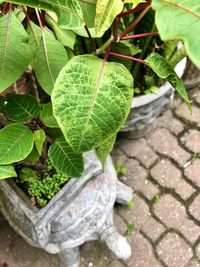 Close-up of fresh green leaves