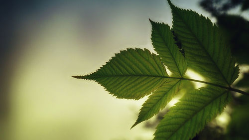 Close-up of leaves