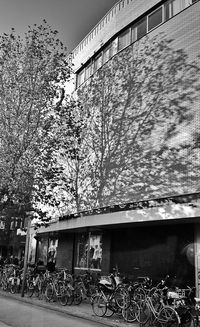 Trees growing in front of house