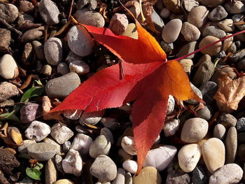 Close-up of maple leaves on stones