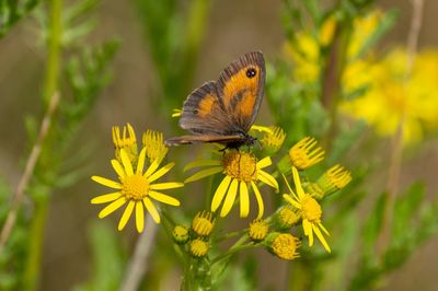 Close-up of butterfly pollinating on yellow flower