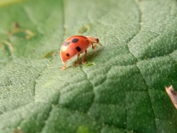 Close-up of ladybug on leaf