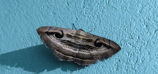 Close-up of turtle on wall