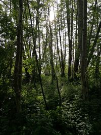 Trees growing in forest