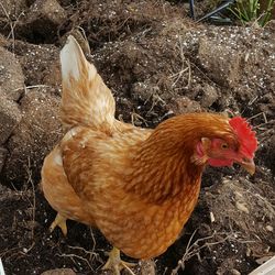 Close-up of rooster on field