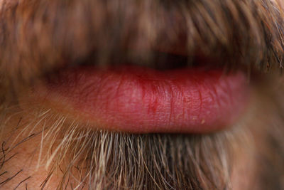 Close-up of human eye