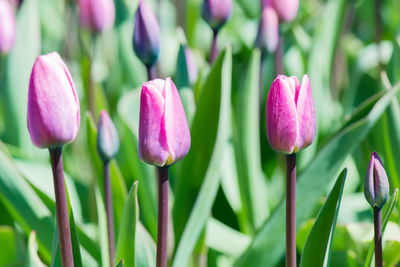 Close-up of pink crocus flowers