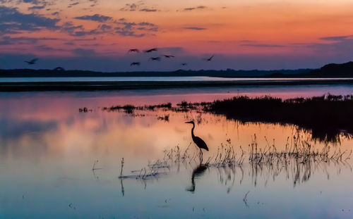 Silhouette heron in lake during sunset