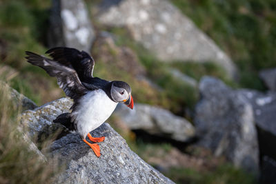 High angle view of puffin perching on rock