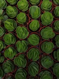 Full frame shot of succulent plants