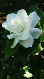 Close-up of white flowering plant